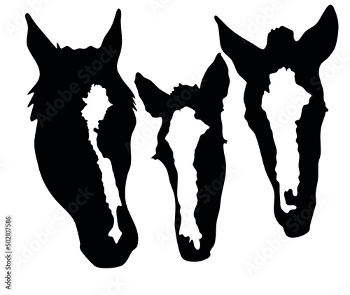 Vector illustration set ready to print: Horse Facial Markings, black and white head spots, stars, snipe, stripe, bald face marking collection