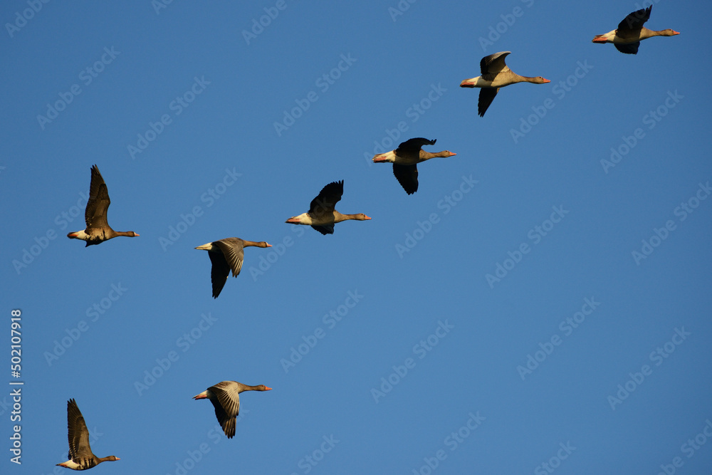 Obraz premium Group of Greylag Geese in flight