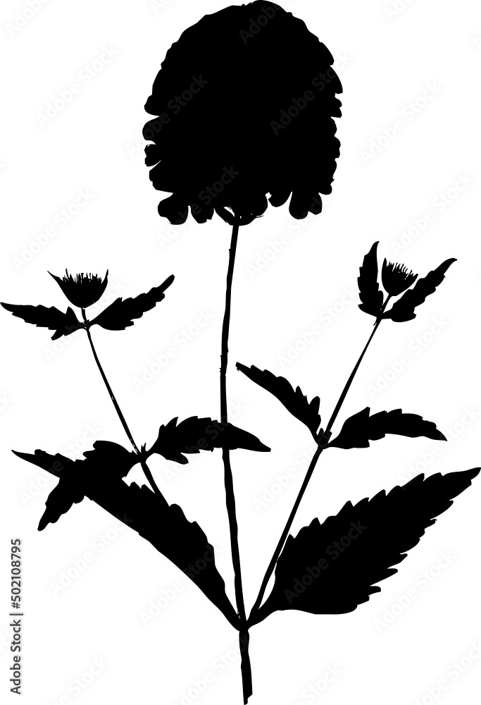 Verveine, vecteur noir sur fond transparent pour conception