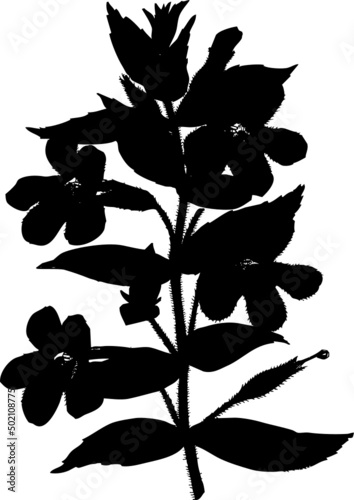 Fleur Mimule mimulus, silhouette noir sur fond transparent