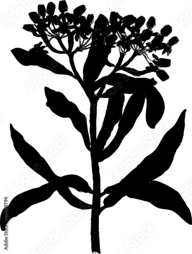 Vecteur fleur Asclepias tuberosa