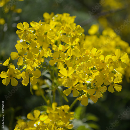 Flora of Gran Canaria - bright yellow flowers of Ranunculus cortusifolius, Canary buttercup natural macro floral background
 photo