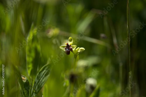 Flora of Gran Canaria - Ophrys bombyliflora, the bumblebee orchid, natural macro floral background  © Tamara Kulikova
