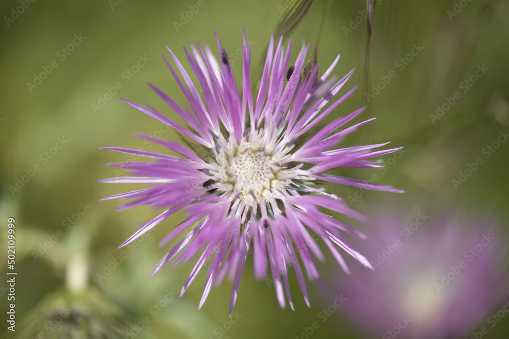 Flora of Gran Canaria - Galactites tomentosa, natural macro floral background
Flora of Gran Canaria - Galactites tomentosa, natural macro floral background