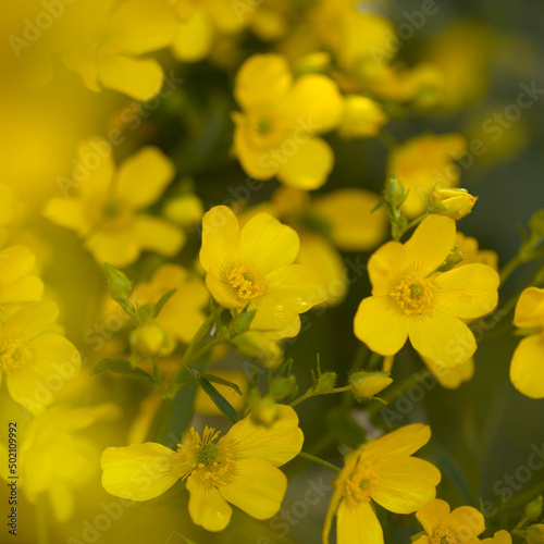 Flora of Gran Canaria - bright yellow flowers of Ranunculus cortusifolius, Canary buttercup natural macro floral background
 photo