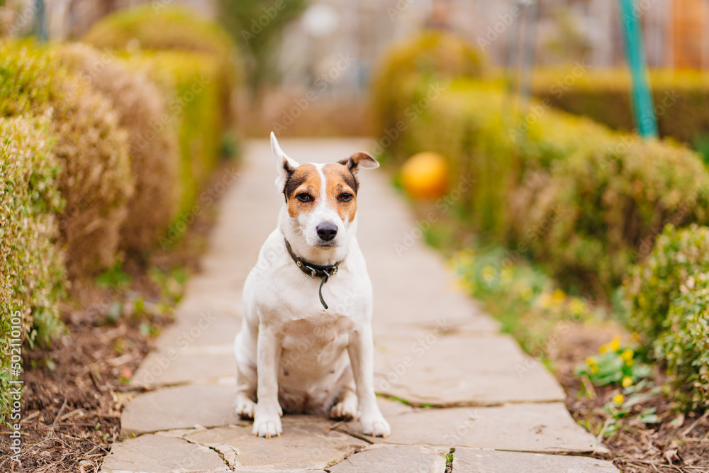 Jack Russell Terrier dog on a path in the garden. walking with pets. 
