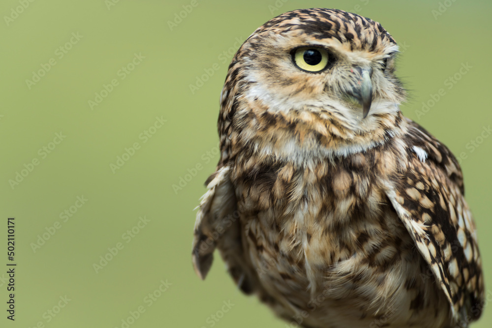 Naklejka premium A picture of a owl