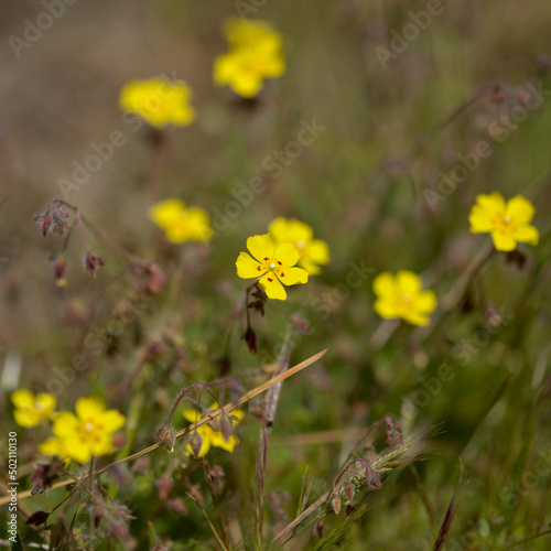 Flora of Gran Canaria - Tuberaria guttata, the spotted rock-rose or annual rock-rose natural macro floral background
 photo