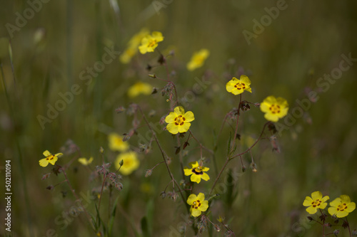 Flora of Gran Canaria - Tuberaria guttata, the spotted rock-rose or annual rock-rose natural macro floral background
 photo