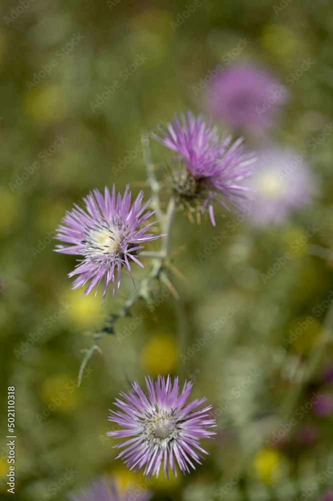 Flora of Gran Canaria - Galactites tomentosa, natural macro floral background
Flora of Gran Canaria - Galactites tomentosa, natural macro floral background
