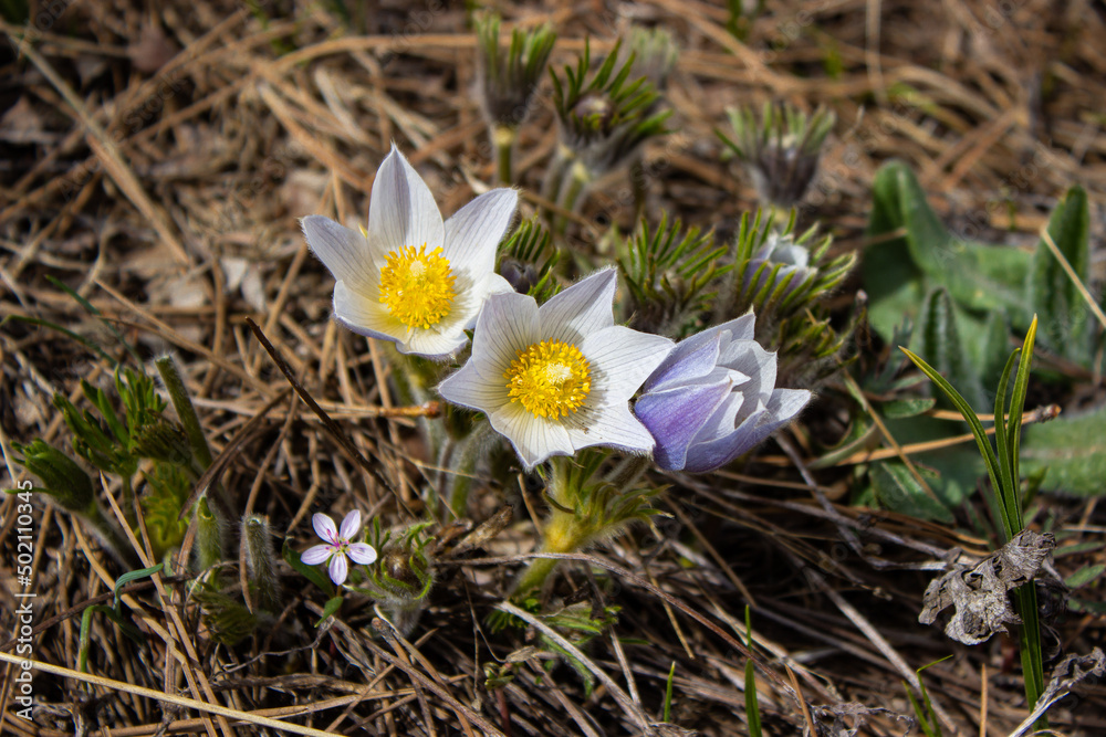 Spring Flowers, Blossom, Blossoming, Nectar, Petals Spring Flowers, Blossom, Blossoming, Nectar, Petals