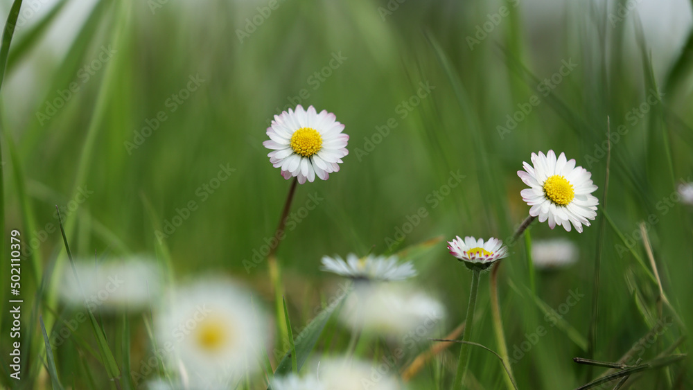 Biały kwiatek rumianku na zielonej łące na wiosnę. - obrazy, fototapety, plakaty 