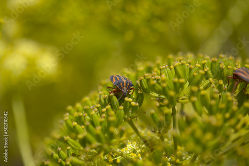 Fauna of Gran Canaria -  Graphosoma interruptum striped shield bug endemic to the Canary Islands, on Todaora montana natural macro background  © Tamara Kulikova