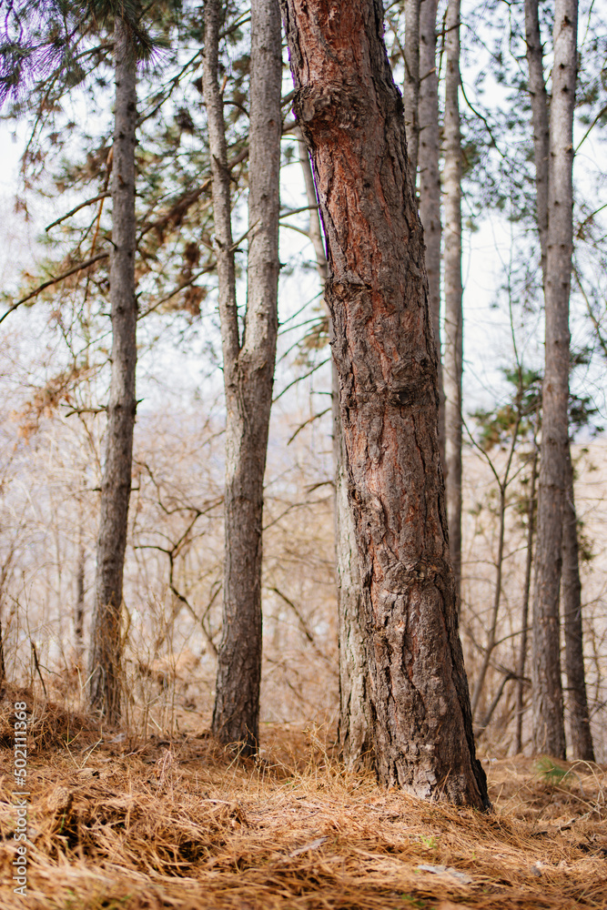 tree trunks in a mountain forest. spring walks tree trunks in a mountain forest. spring walks