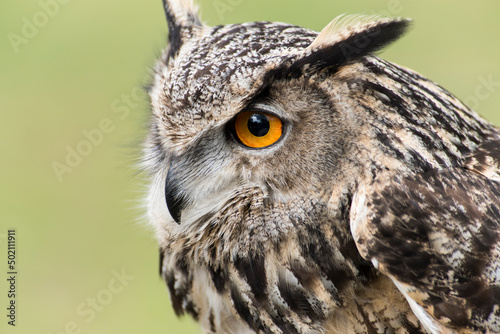 A picture of a owl