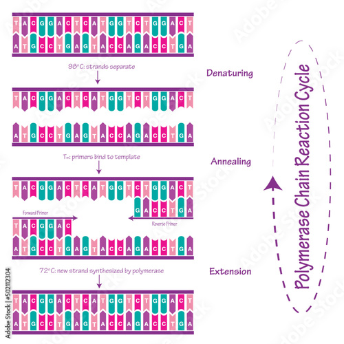 Polymerase Chain Reaction Cycle Diagram