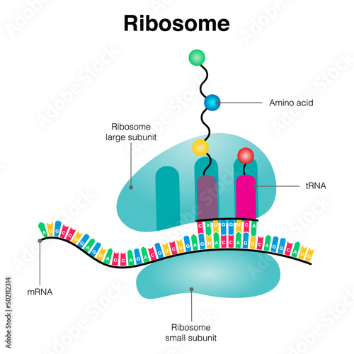 Ribosome mRNA translation diagram photo