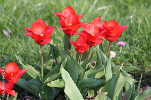 Blooming red tulips with green leaves in garden