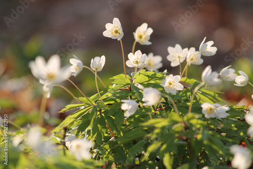 White flowers of Wood anemone (Anemone nemorosa) in spring forest in April, Belarus photo