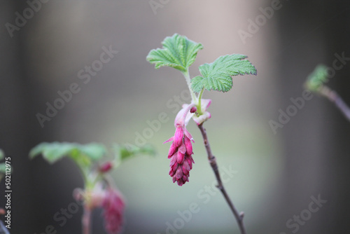 Buds of red-flowering currant (Ribes sanguineum) close-up