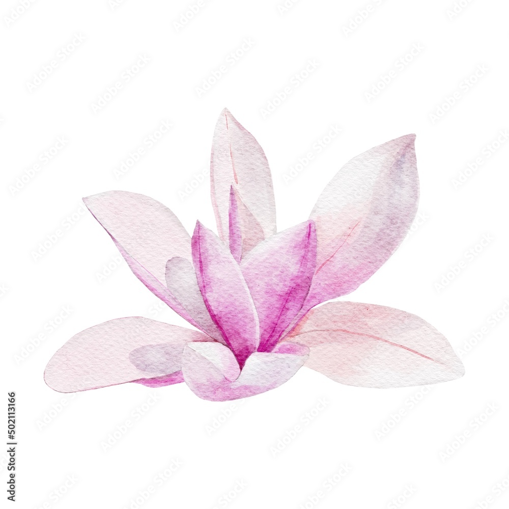 pink lily flower isolated