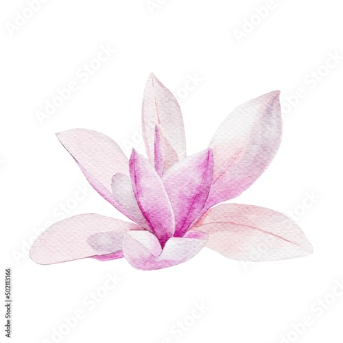 pink lily flower isolated