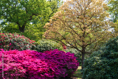 Bright pink rhododendron flowers, photographed in late spring at Temple Gardens, Langley Park, Buckinghamshire UK. photo