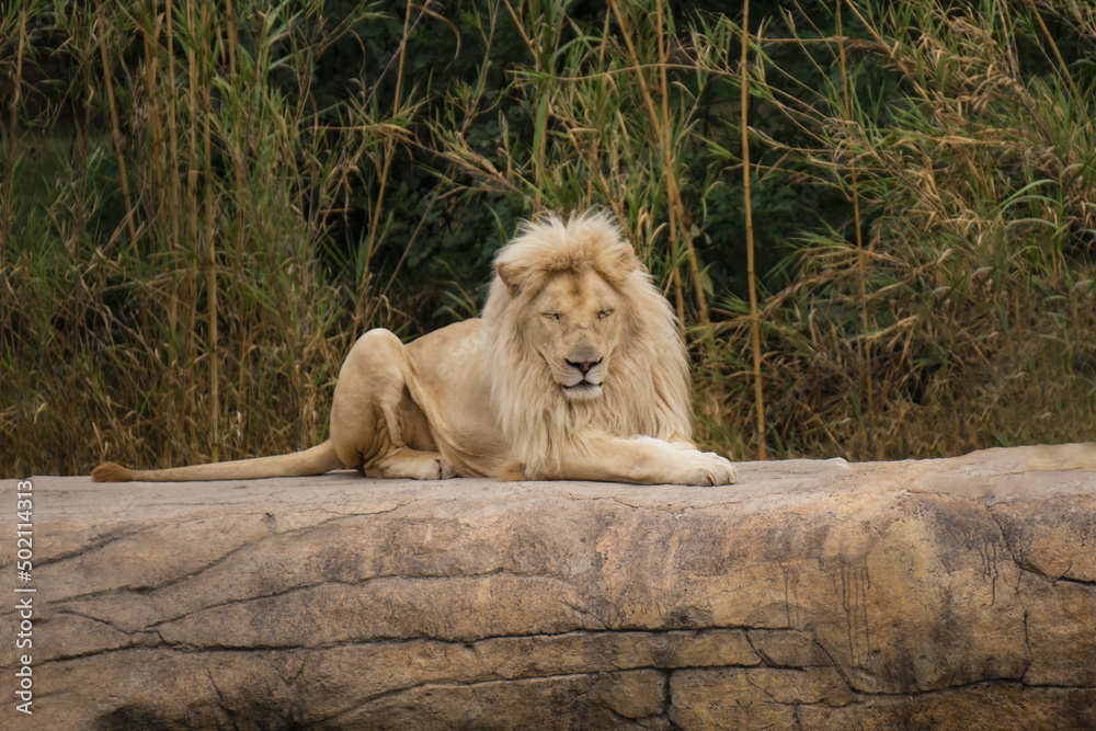 Naklejka premium Leon. Retrato leon.