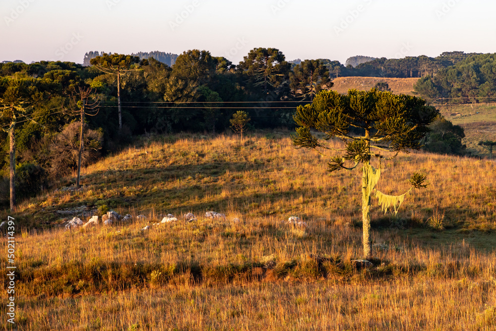 Araucaria trees and farm field