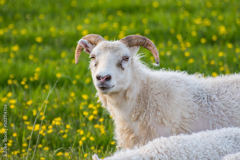 Fototapeta premium Sheep with lamb on the icelandic countryside