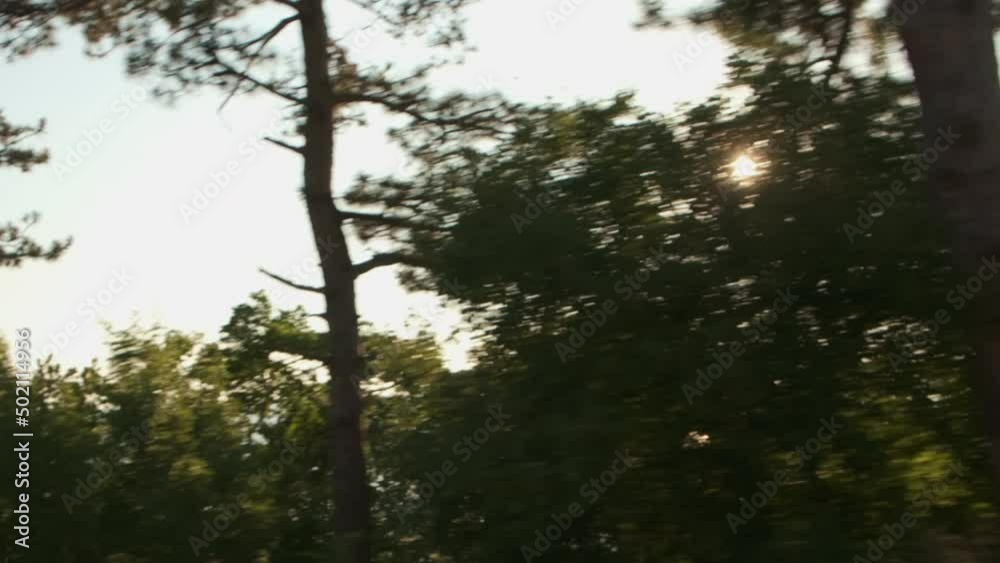 Car speeds passing by rows of green trees and bushes at bright sunset. Crowns and tall tree trunks growing along highway flicker in driving auto window