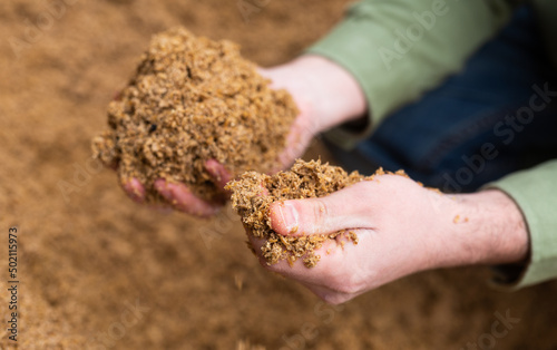 Closeup of beer bagasse in hands of woman farmer, using brewers waste as affordable source of high-quality feed for animals at small agricultural enterprise
