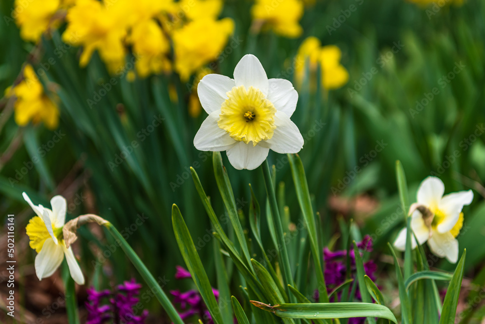 Bright creamy yellow center daffodil with bokeh background.  Shot in Toronto's Beaches neighbourhood in Spring.