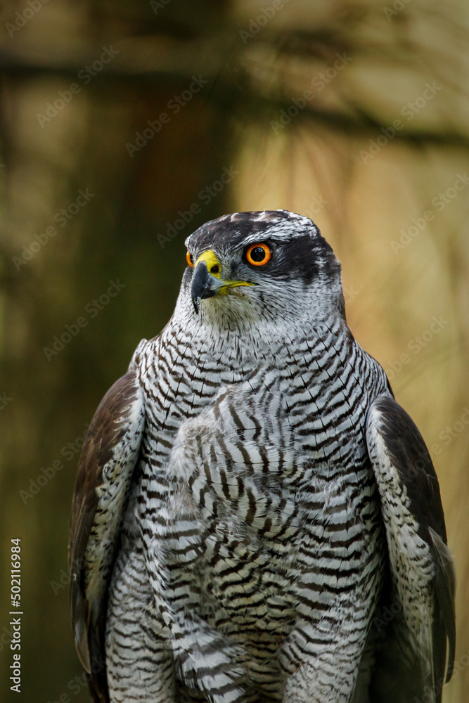 View of hawk. Portrait of northern goshawk; Accipiter gentilis; in dark green forest. Wildlife from summer nature. Wild bird of prey in habitat. Closeup of gentle raptor with beautiful orange eyes. View of hawk. Portrait of northern goshawk; Accipiter gentilis; in dark green forest. Wildlife from summer nature. Wild bird of prey in habitat. Closeup of gentle raptor with beautiful orange eyes.