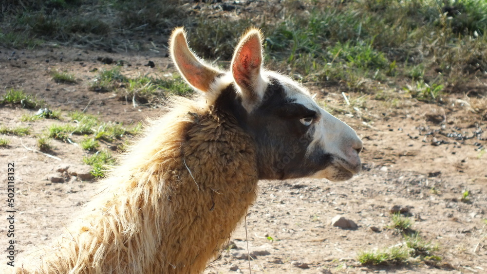 Fototapeta premium Perfilado animal