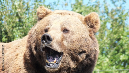 Retrato oso posando