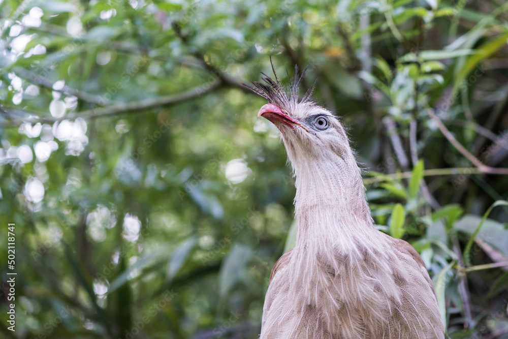 A picture of a cariama cristata A picture of a cariama cristata