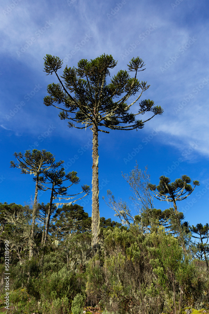 Araucarias forest in southern Brazil.