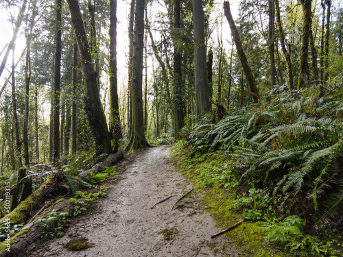 Valokuva A tangle of moss-covered trees, ferns, and other vegetation grows wild in Forest Park in Northwest Portland, Oregon