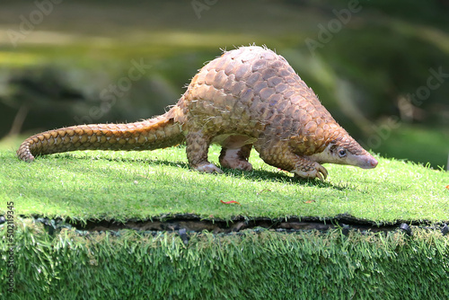 A pangolin is foraging on a rock overgrown with moss. This scaly mammal has the scientific name Manis javanica. photo