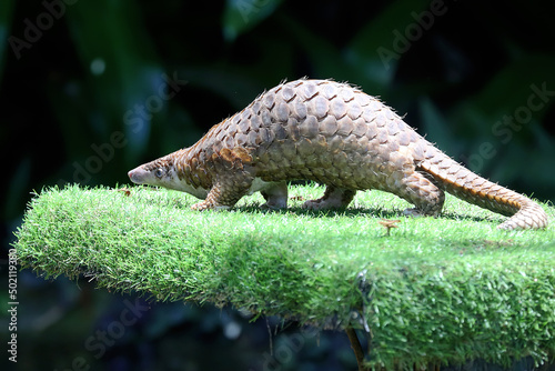 A pangolin is foraging on a rock overgrown with moss. This scaly mammal has the scientific name Manis javanica. photo