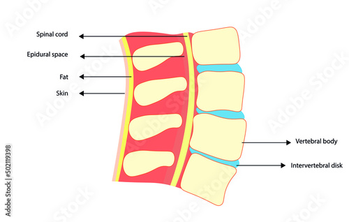 Column anatomy. Sppinal cord sagitall plane illustration and anatomy identification