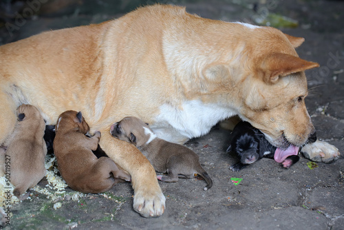 A mother domestic dog is nursing her newborn puppies. This mammal which is commonly used as a pet by humans has the scientific name Canis lupus familiaris.