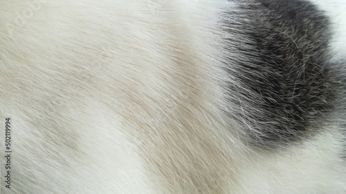 White and black fluffy fur of a pet cat.