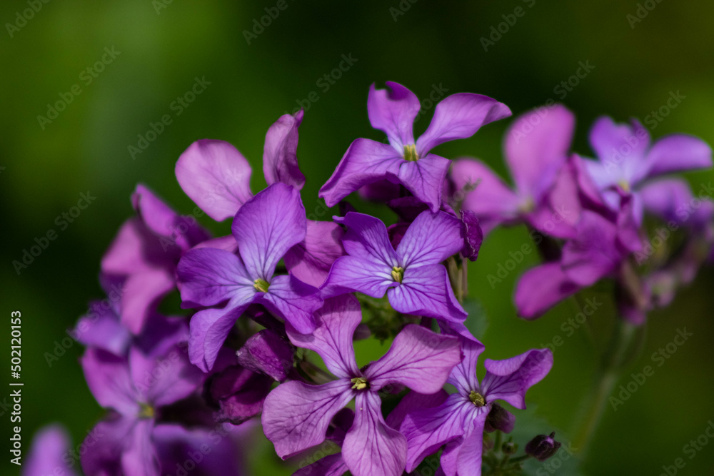 Close Up Purple Flower Blossoms Close Up Purple Flower Blossoms