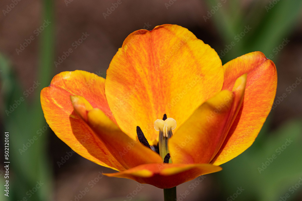 Orange Tulip Close Up Orange Tulip Close Up