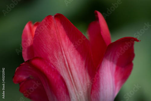 Abstract Close Up Pink Tulip Flower