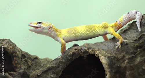 A leopard gecko (Eublepharis macularius) is posing in a distinctive style.