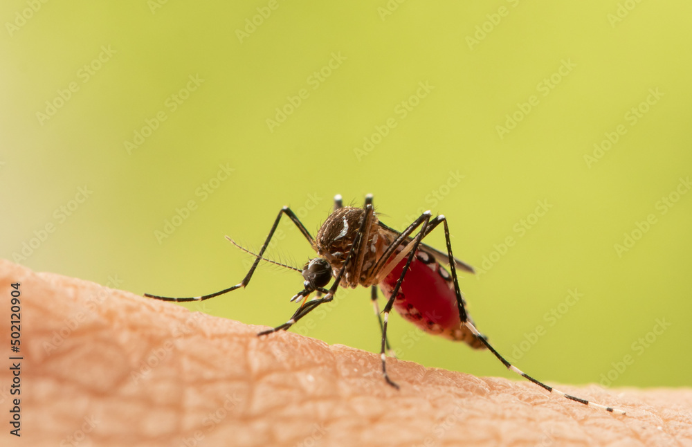 Aedes aegypti Mosquito. Super macro close up a Mosquito sucking human blood, - obrazy, fototapety, plakaty 