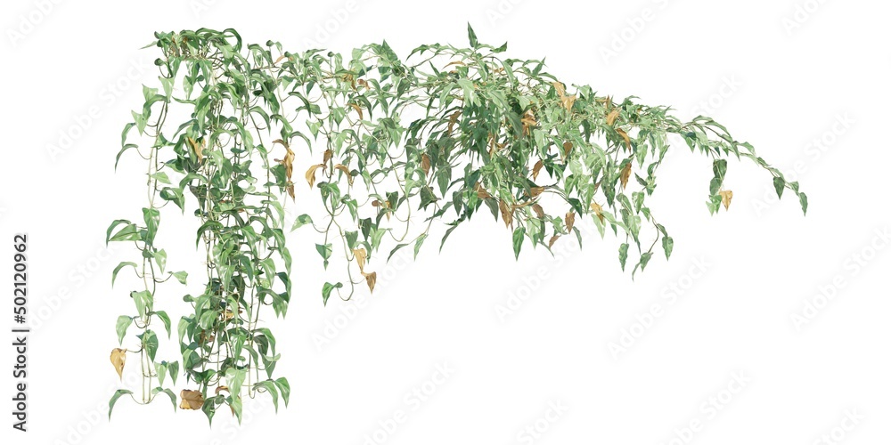 Fototapeta premium Climbing plants creepers isolated on white background 3d illustration